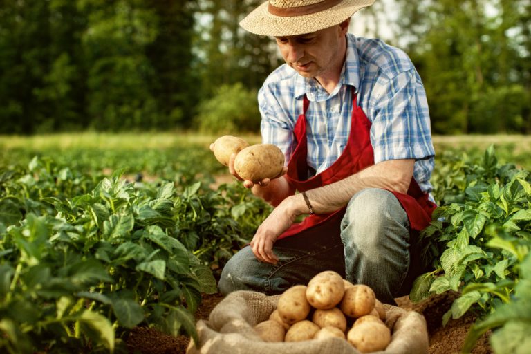 farmer holding a potato